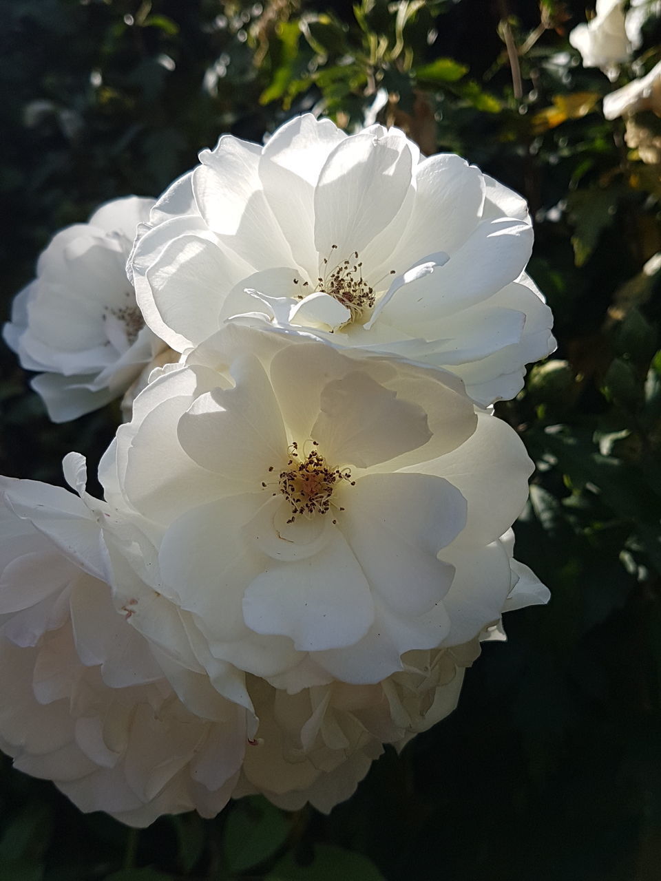 CLOSE-UP OF ROSE PLANT