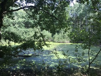 Scenic view of lake in forest