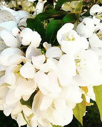 Close-up of white flowers