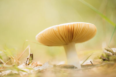 Close-up of mushroom growing on field