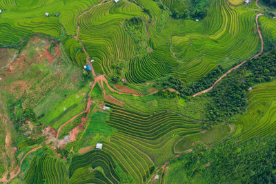 Scenic view of rice paddy