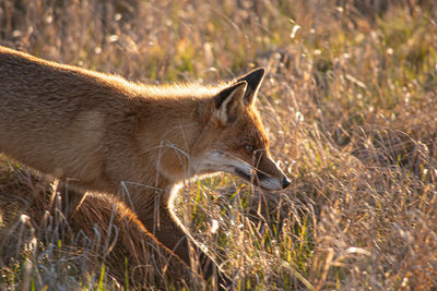 animal