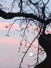 Low angle view of silhouette bare tree against sky