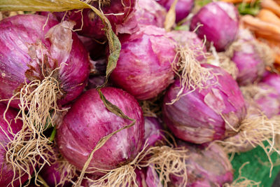 Close-up of purple beans