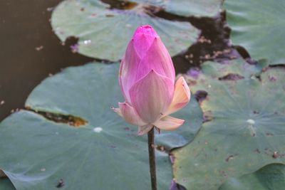 Close-up of pink lotus water lily