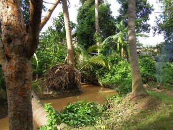 Scenic view of river amidst trees in forest