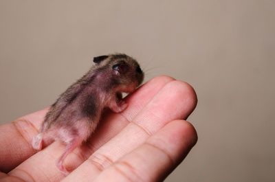 Close-up of hand holding mouse