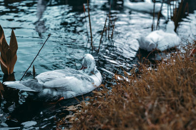 Swan on lakeshore