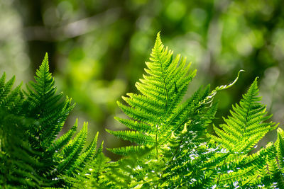 Close-up of fern leaves