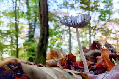 Mushroom growing amidst dry leaves on field