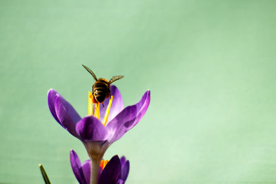 Honey bee on a purple crocus flower - crocus tommasinianus on a green background. bee pollinating