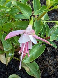 High angle view of pink flowering plant