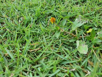 High angle view of butterfly on grass