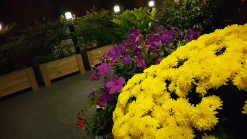Close-up of yellow flowers at night
