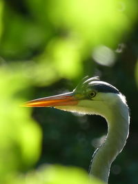 Close-up of a bird