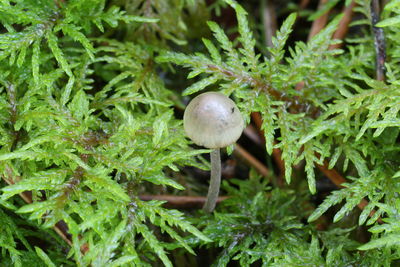 Close-up of mushrooms growing on plant