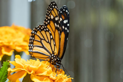 Close-up of butterfly pollinating on flower