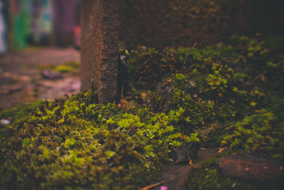 Close-up of moss growing on tree trunk