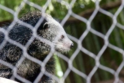 Mammal in cage at zoo