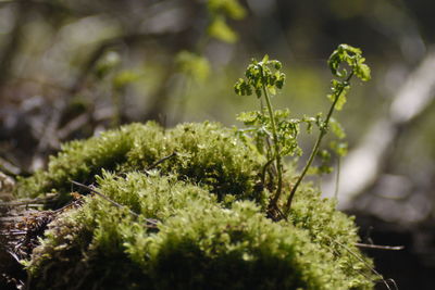 Close-up of moss growing on plant