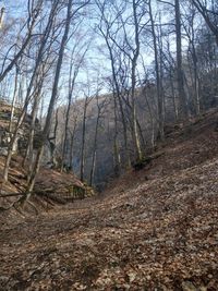 Bare trees in forest