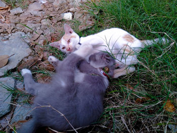 High angle view of two cats relaxing on field