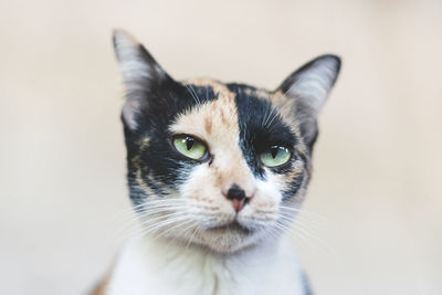 Close-up portrait of a cat