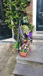 Flower plants growing outdoors