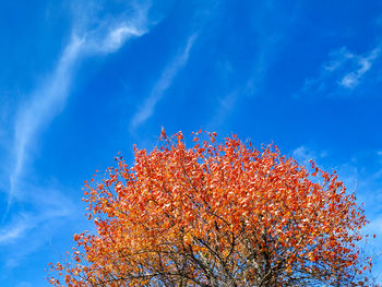 Low angle view of flowering plant against blue sky