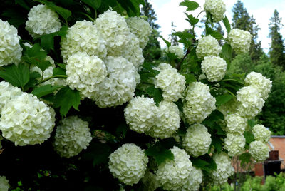 Close-up of white hydrangeas