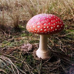 Close-up of fly agaric mushroom on field