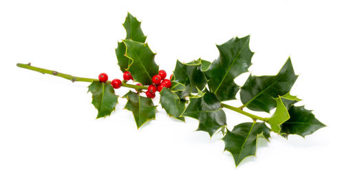 Close-up of red berries over white background