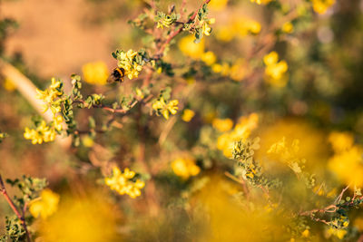 Close-up of yellow flowering plant on field