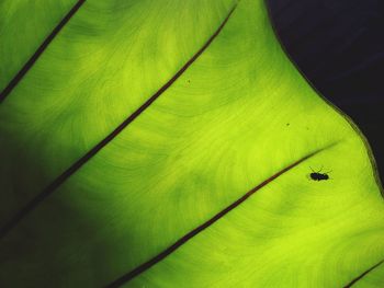 Close-up of insect on leaf