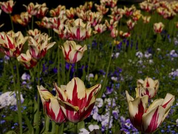 Close-up of purple flowers on field