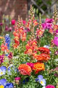 Close-up of flowering plants in park