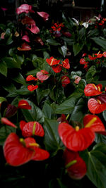 plant