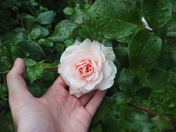 Close-up of hand holding rose flower