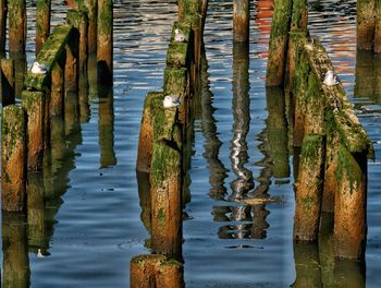 Wooden posts in lake