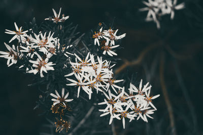 Close-up of snow on plant