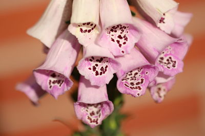 Close-up of pink roses