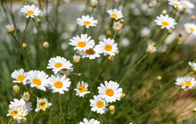 Beautiful gerbera daisy flowers growing in field in spring or summer