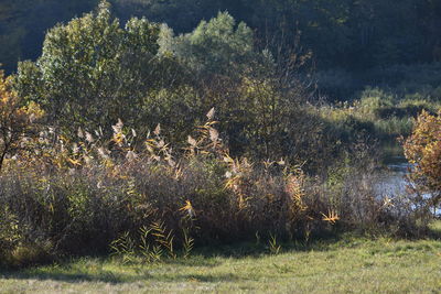 Trees on grassy field