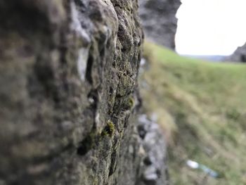 Close-up of moss on rock