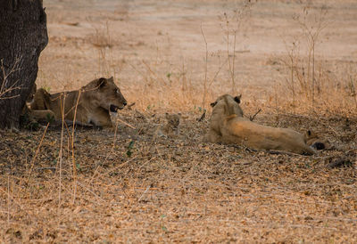 Lioness with cubs resting by tree at zoo