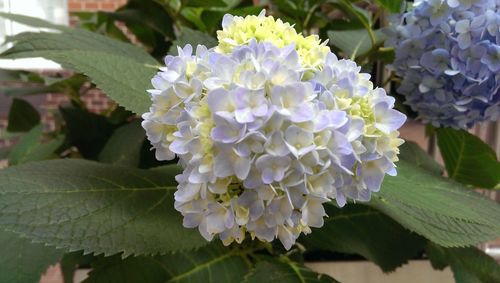 Close-up of flowers blooming outdoors