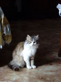 Portrait of cat looking away while sitting on floor