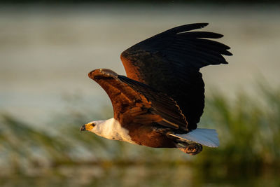 African fish eagle flies low over river