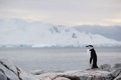 Penguin on rock against sea