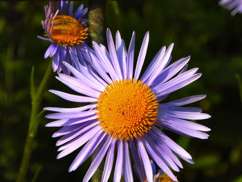 Close-up of fresh purple flower